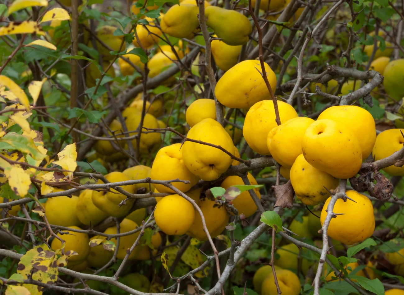 Pigwowiec jesienią wydaje niewielkie żółte owoce bogate w składniki odżywcze