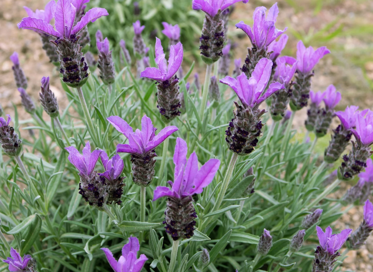 Roślina jest wrażliwsza na mróz niż klasyczne odmiany