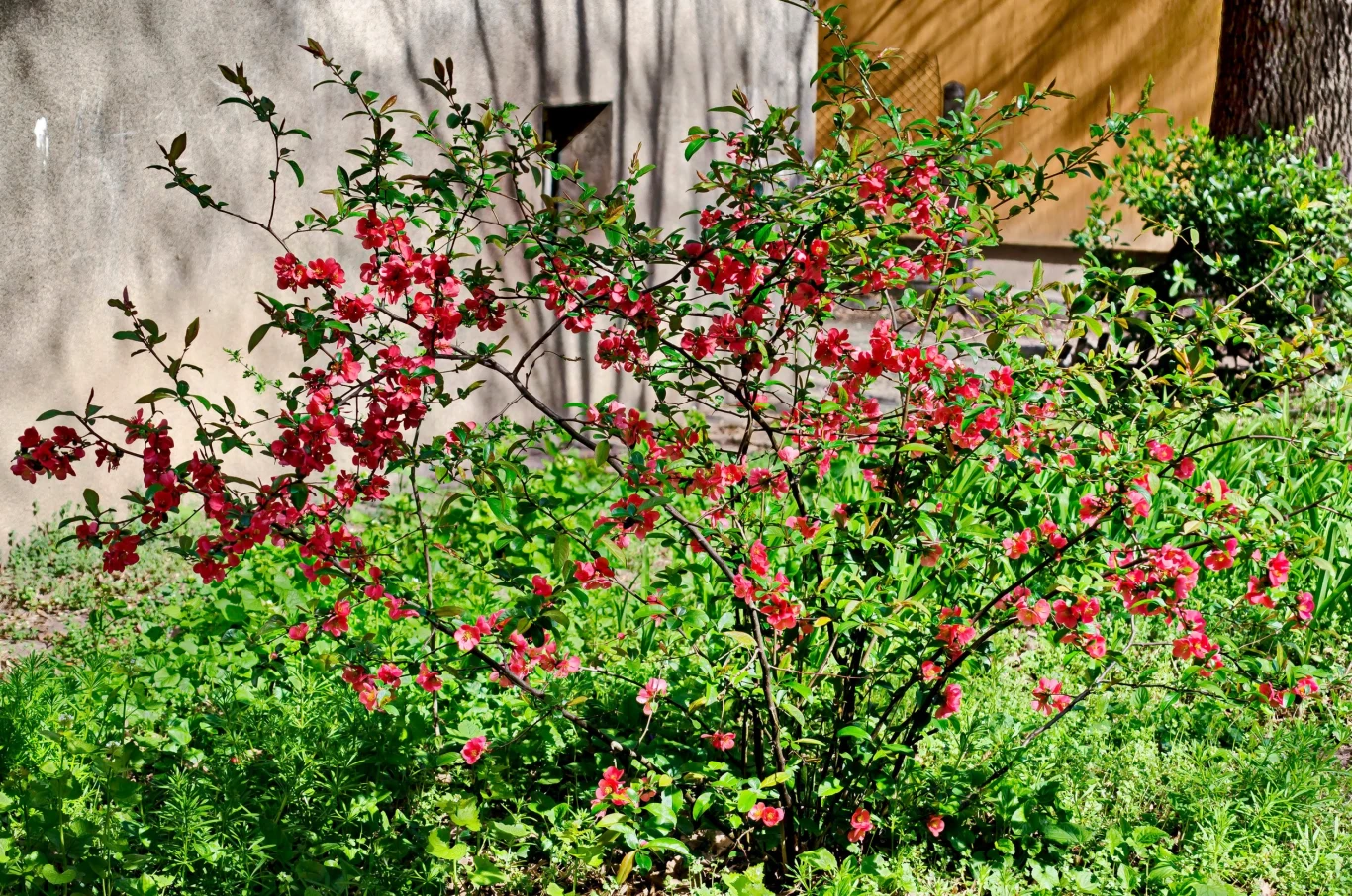 Młody pigwowiec wymaga przycinania, które zagęści jego pędy