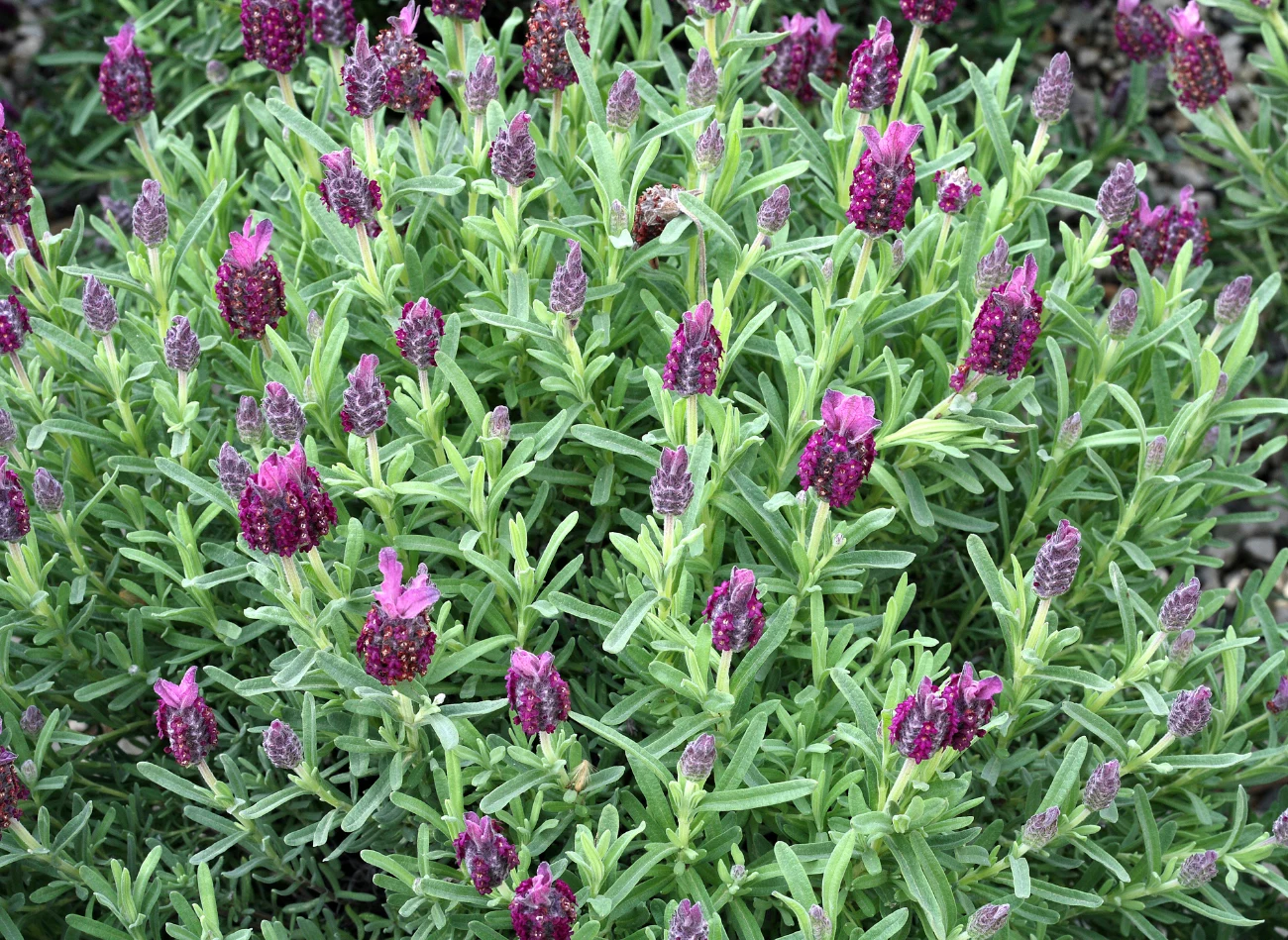 Warto unikać przesuszenia i przelania krzewinek lawendy francuskiej