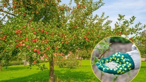 Saletra amonowa przyśpiesza wzrost roślin oraz zwiększa plonowanie.