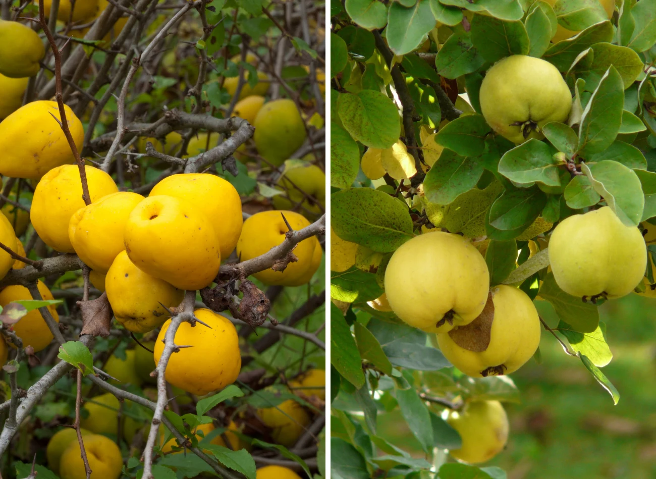 Z lewej - pigwowiec, z prawej - pigwa