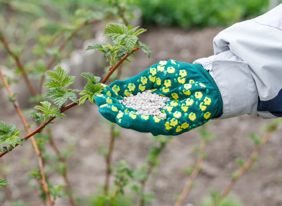 Saletra amonowa sprzedawana jest w formie białych kulek