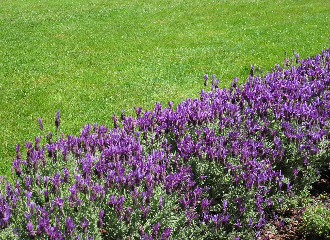 Lawenda francuska idealnie nadaje się do obsadzania rabat