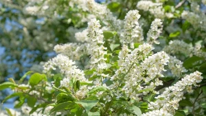 Aronia czarna charakteryzuje się gęstym, rozłożystym pokrojem