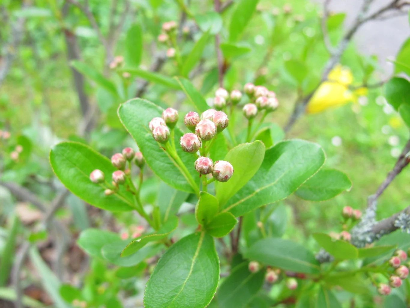 Usunięte odrosty korzeniowe można wykorzystać do rozmnażania aronii