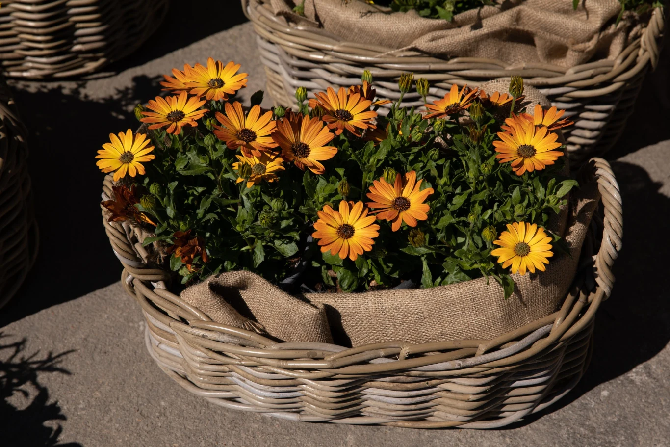 S tokrotka afrykańska nie jest wymagającą rośliną