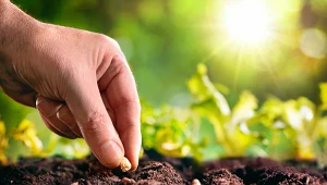 Wyhodowanie warzyw z nasion pozwoli sporo zaoszczędzić.