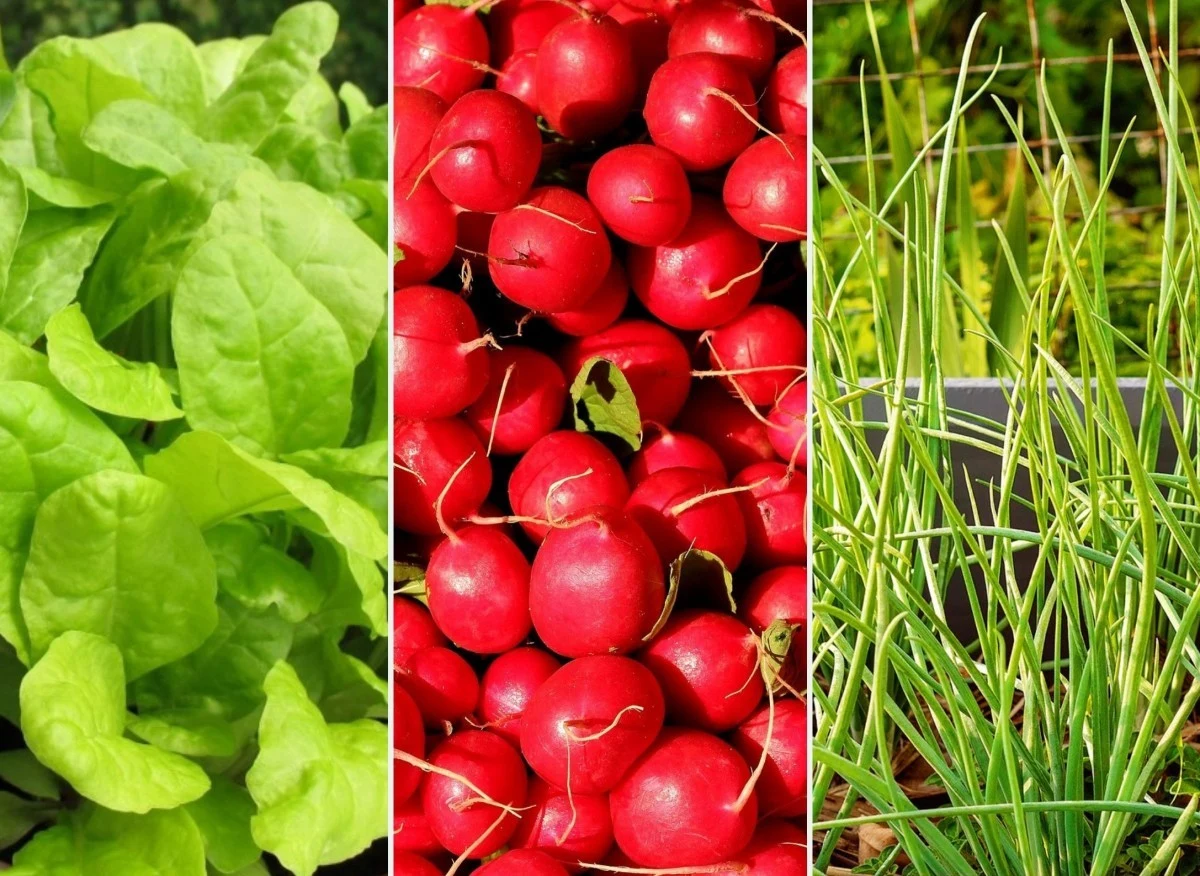 Uprawę warzyw w pojemnikach mozna rozpocząć w każdej chwili