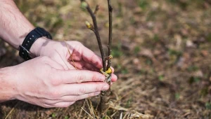 Rozmnażanie roślin to doskonały sposób na to, aby szybko uzyskać nowe sadzonki ulubionych drzew owocowych