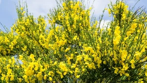 Żarnowce ozdabiają drobne żółte kwiaty.