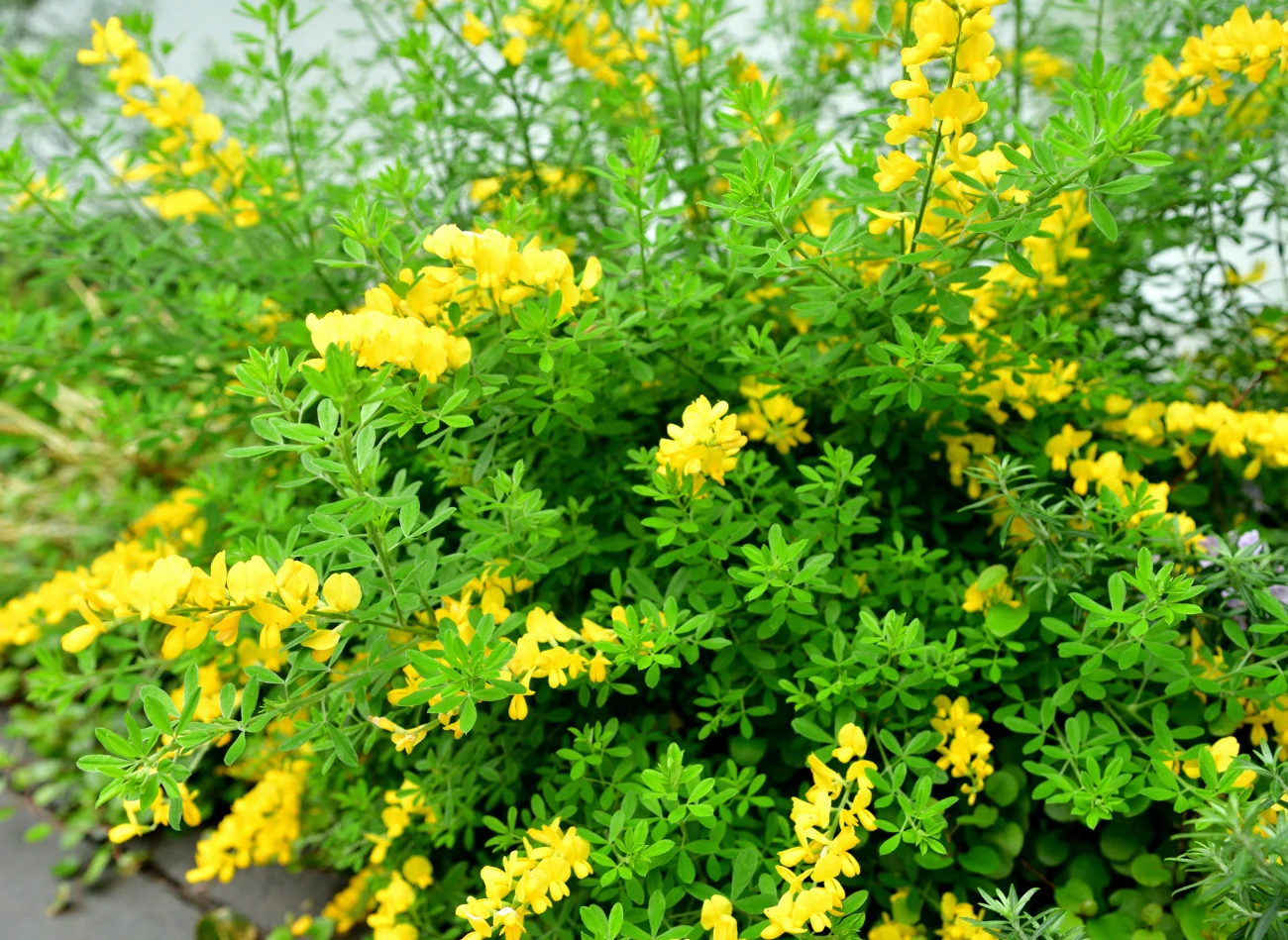 Żarnowce mają niewielkie wymagania uprawowe