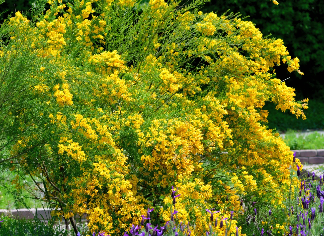 Żarnowce są wrażliwe na mrozy