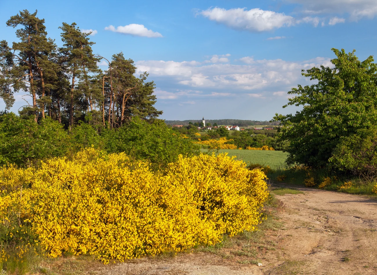Żarnowce pięknie prezentują się wzdłuż ścieżek lub ogrodzenia
