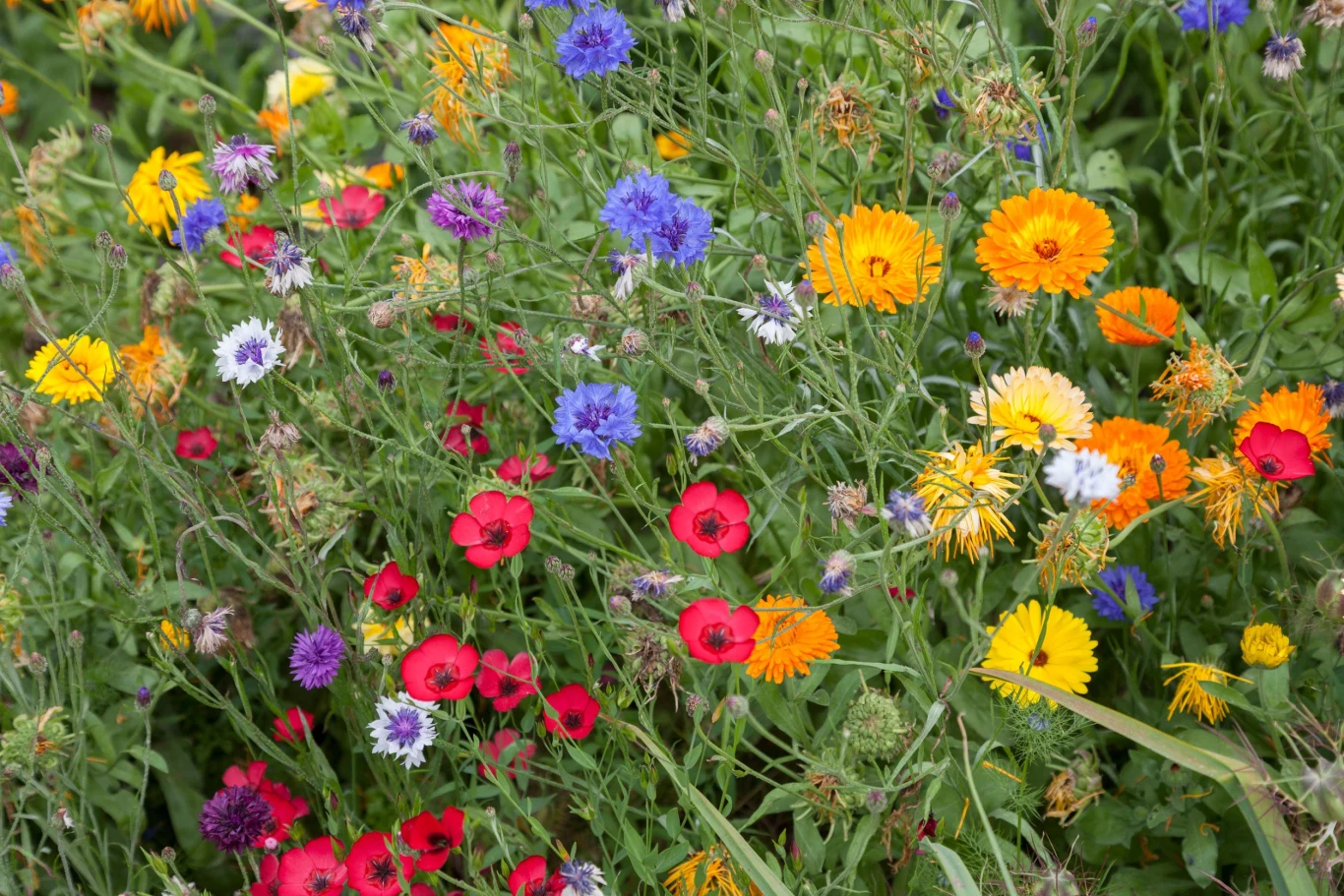 Na łące kwietnej możesz umieścić tam nawet kilkaset różnych gatunków roślin
