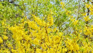 Kwiaty forsycji są źródłem zdrowia.