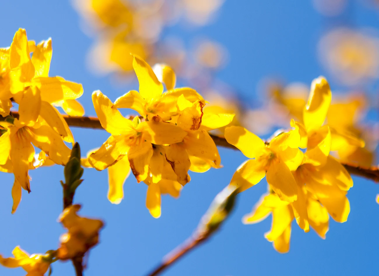 Kwitnienie forsycji to radosny symbol nadchodzącej wiosny