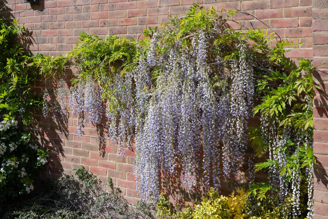 Glicynia chińska jest rośliną miododajną