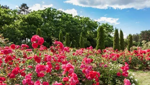 Róże wielokwiatowe sprawdzą się w każdym ogrodzie.