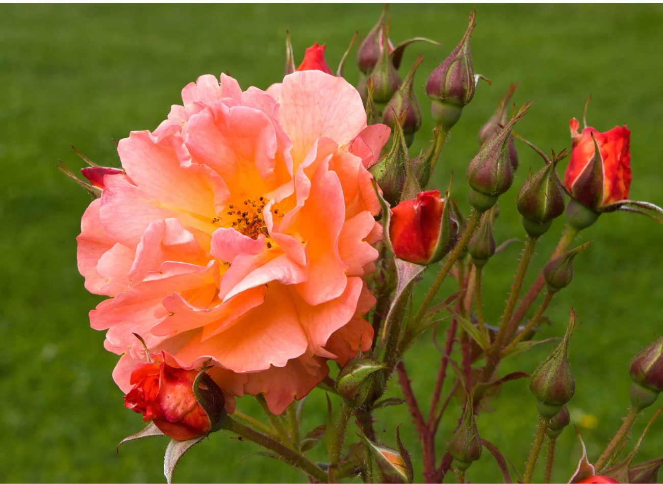 Kwiaty róż wielokwiatowych wyrastają grupowo z łodyg