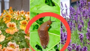 Sprawdź, które rośliny skutecznie odstraszają ślimaki.