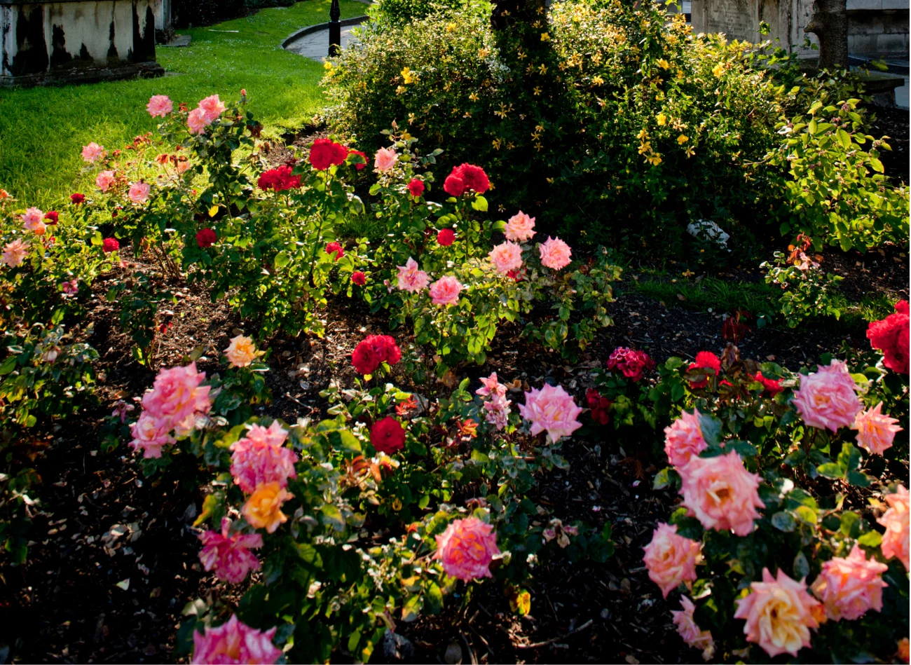Róże wielokwiatowe występują w licznych wersjach kolorystycznych