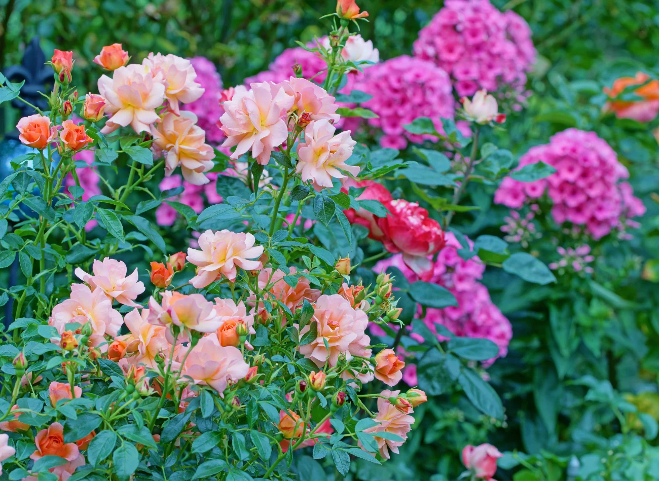Róże wielokwiatowe można komponować z innymi roślinami rabatowymi np