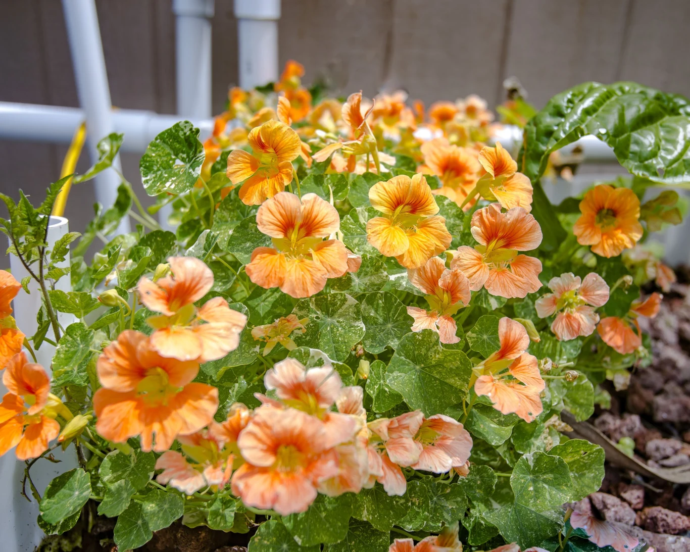 Nasturcja - uprawa i pielęgnacja