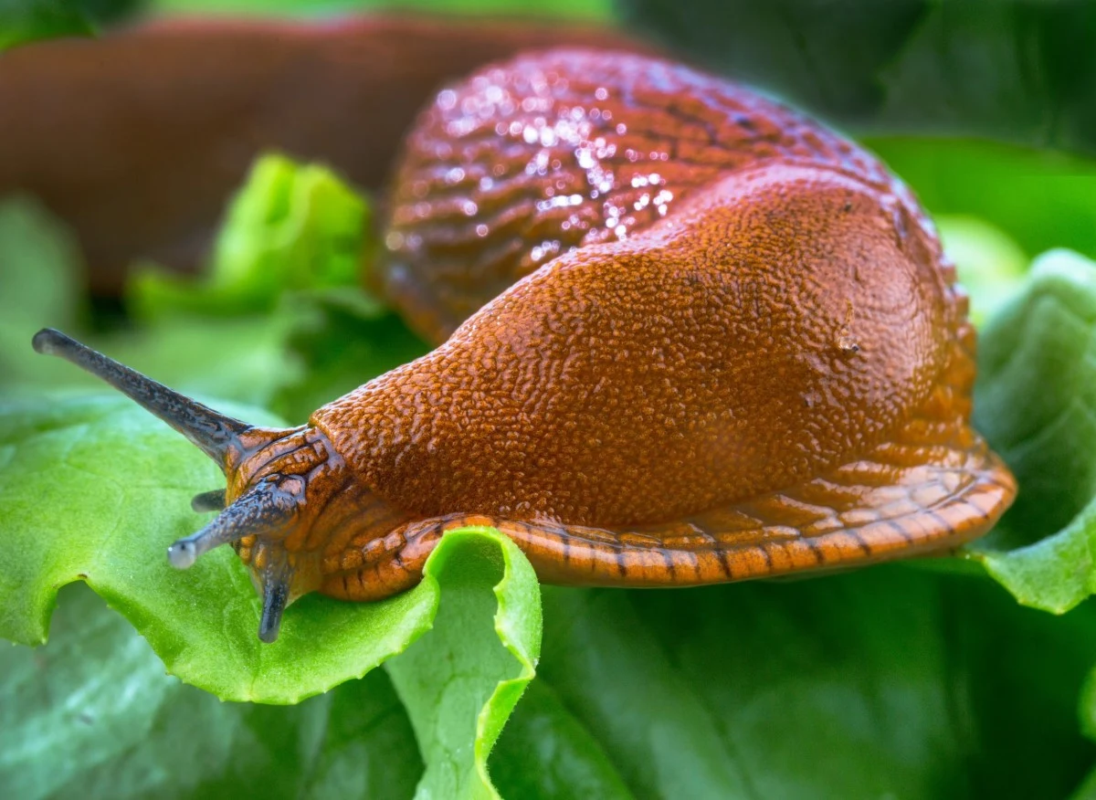 W ciągu dnia ślimaki chowają się w gęstym ulistnieniu