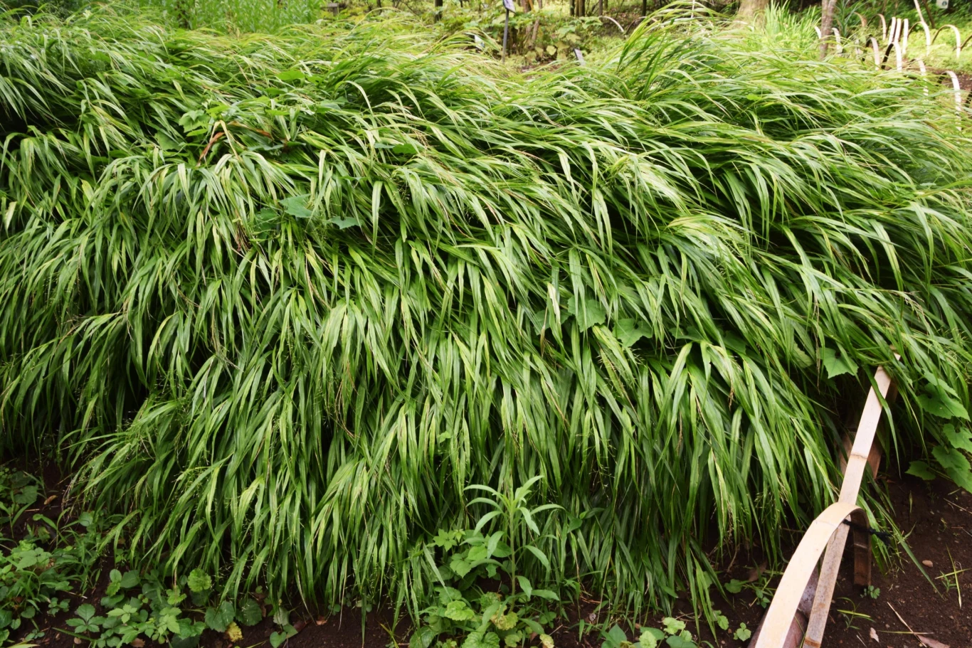 Trawa bambusowa najlepiej rośnie w pobliżu rzek i oczek wodnych
