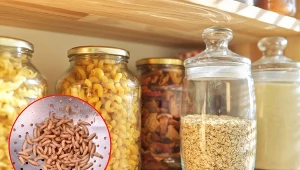 Nie tylko mole. Jakie szkodniki mogą żerować w zapasach żywności?