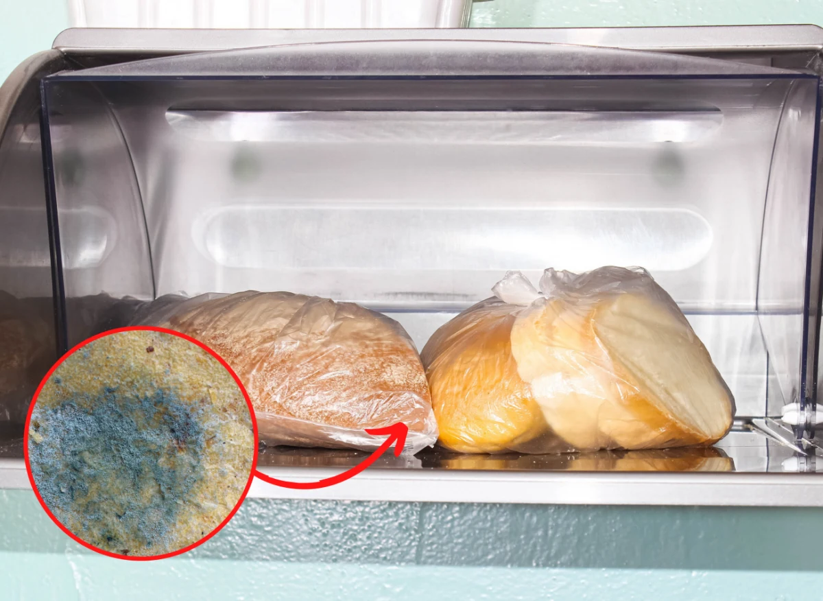 W chlebaku gromadzi się mnóstwo szkodliwych drobnoustrojów
