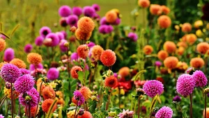 Dzięki kwiatom cebulowym sadzonym wiosną można stworzyć w ogrodzie ozdobne rabaty.