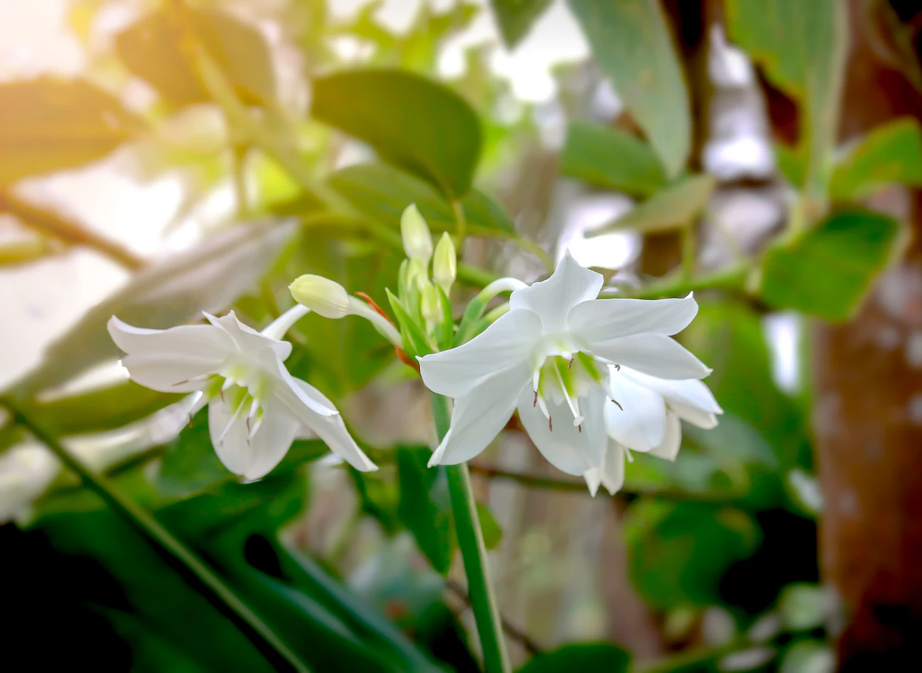 Eucharis pięknie prezentuje się posadzony w donicach