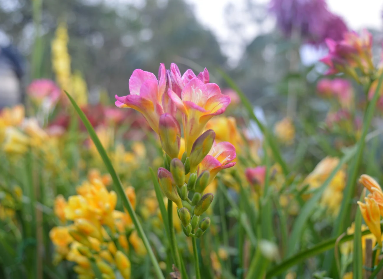 Frezja pięknie wygląda w ogrodzie, a do tego można ją wykorzystywać na kwiaty cięte do wazonu