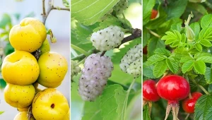 Lista mało znanych krzewów owocowych jest długa.