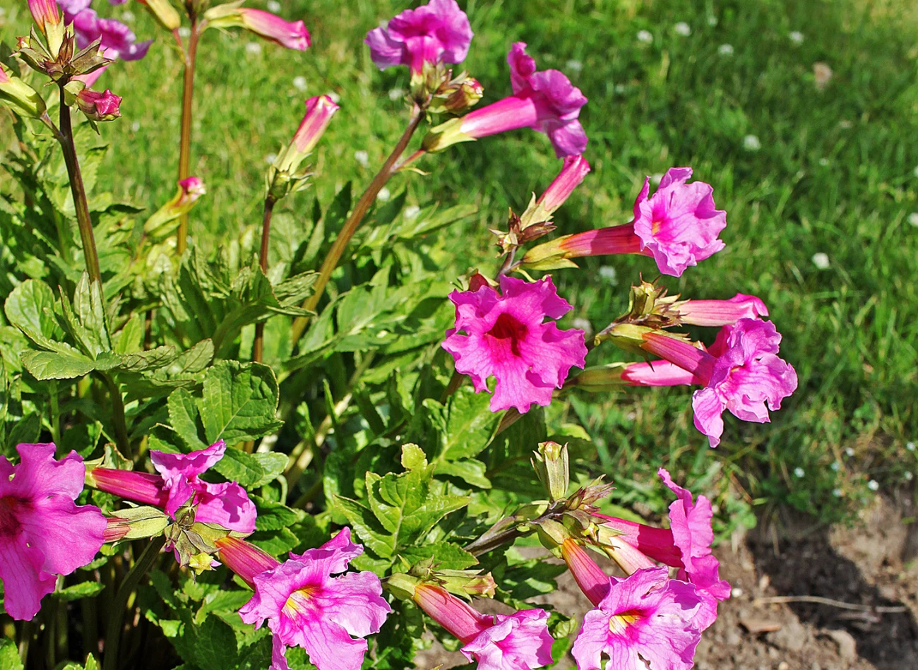 Inkarwilla zachwyca kwiatami w kształcie dzwoneczków