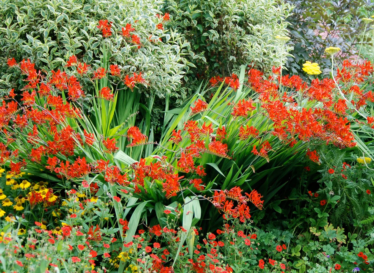 Kroksomia ozdabia ogród kwiatami w intensywnym kolorze zebranymi w wiechy