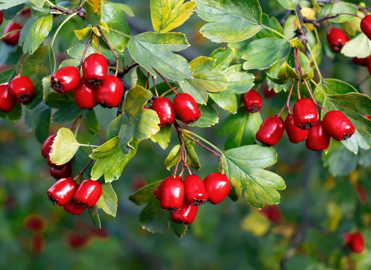 Głóg szkarłatny cechuje się dużą odpornością na choroby i szkodniki