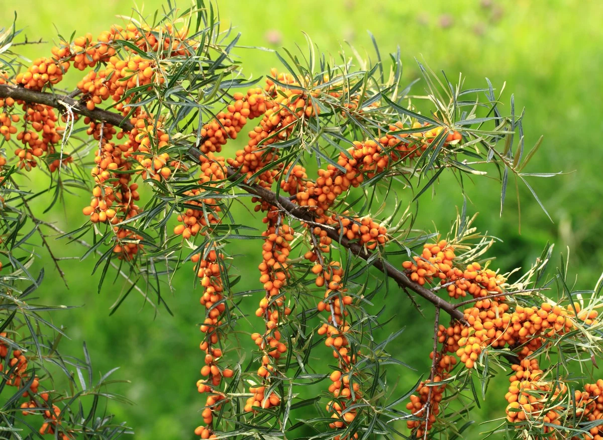 Rokitnik zwyczajny na szeroką skalę uprawiany jest m