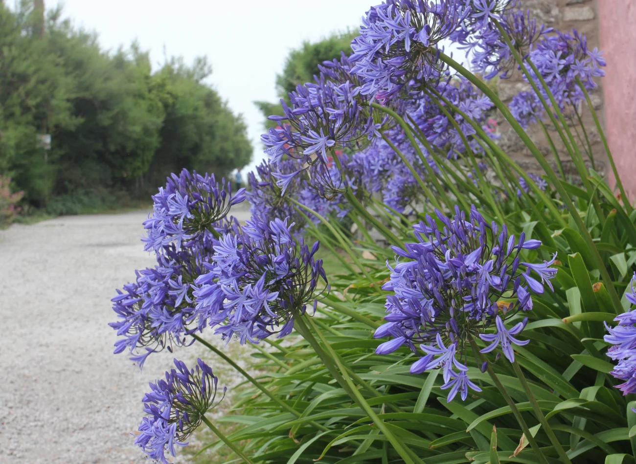 Agapant ma ozdobne liście i wyrastające z długich pędów kwiaty