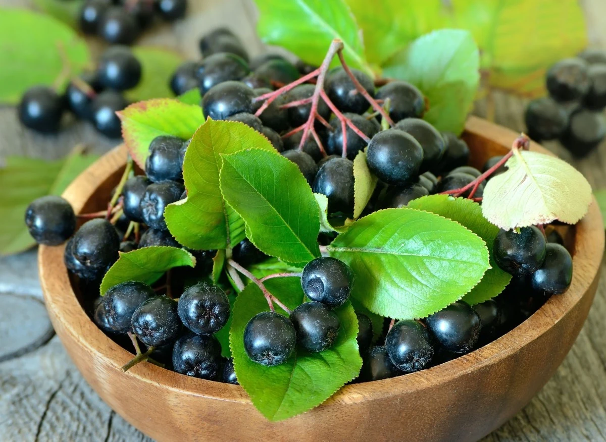 Owoce aronii pojawiają się już w drugim roku od posadzenia