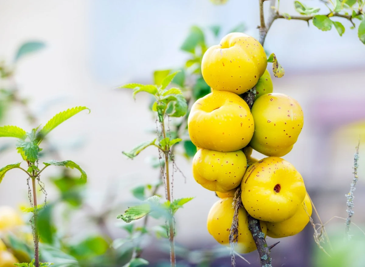 Owoce pigwowca nie nadają się do spożywania na surowo, bo są twarde i bardzo kwaśne
