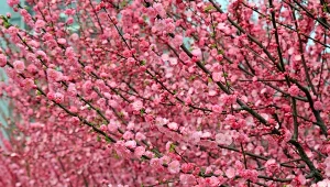 Migdałkowi przypisywano magiczne moce.