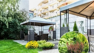 Jednym ze sposobów, by zniwelować uciążliwe i negatywne skutki hałasu, są rośliny.