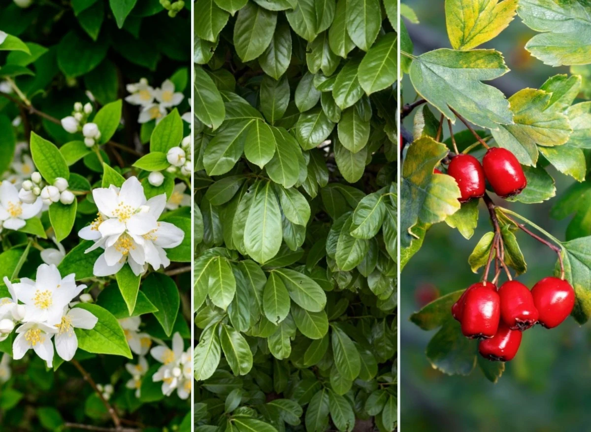 Pielęgnacja żywopłotu nieformowanego nie wymaga dużych nakładów pracy