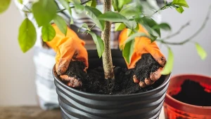 Nie istnieje jedna najlepsza ziemia dla wszystkich roślin. Każdy gatunek ma inne wymagania uprawowe