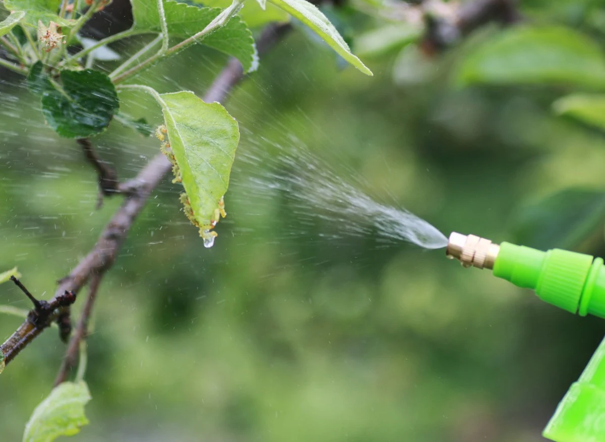 Oprysk olejem parafinowym umożliwia zwalczanie szkodników, które zimują na roślinach