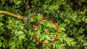 Pierwszy oprysk przeciwko ćmie bukszpanowej wykonuje się w kwietniu.