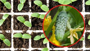 Przygotowanie własnych sadzonek ogórków to nic trudnego.